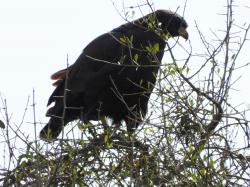 Photo Águila Negra