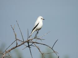 Foto Monjita Blanca