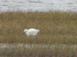 Foto Garcita Blanca