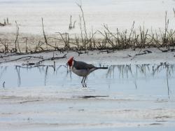 Foto Cardenal Común