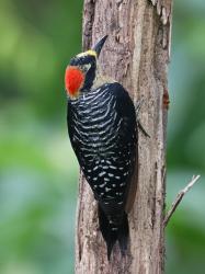 Foto Carpintero Cara Negra