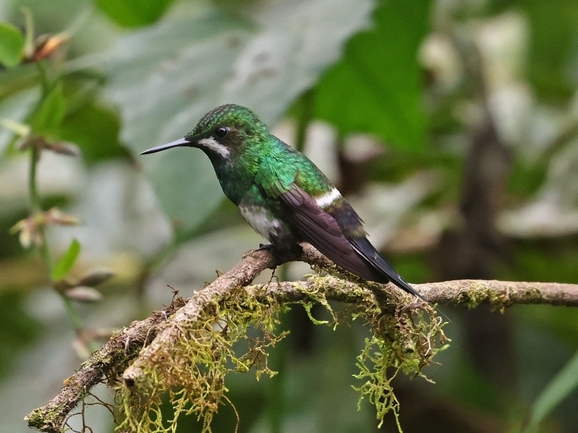 Foto Rabudito Verde