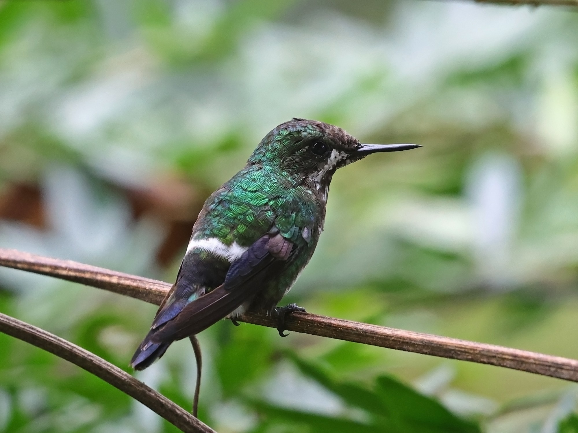 Foto Rabudito Verde