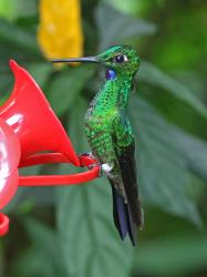 Foto Brillante Coroniverde