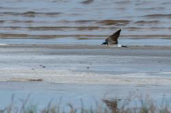 Foto Golondrina Ceja Blanca