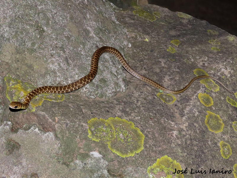 Philodryas&nbsp;varia