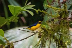 Foto Euphonia Piquigruesa