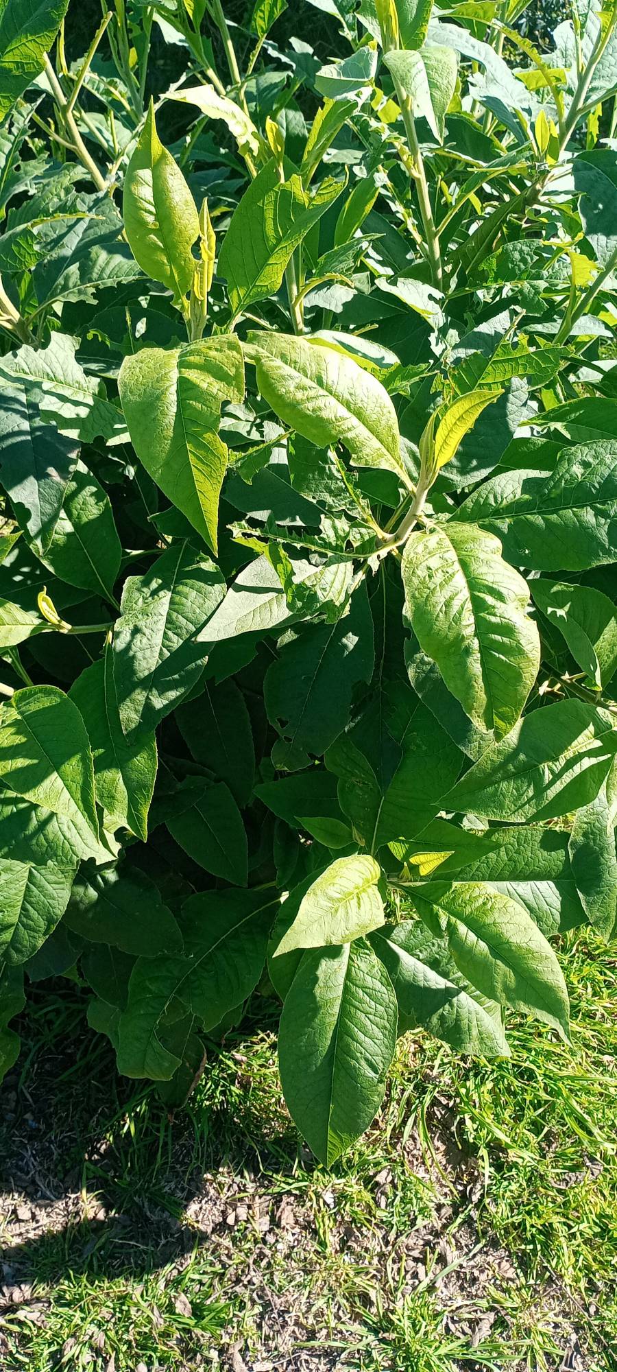 Foto Tabaco Del Monte