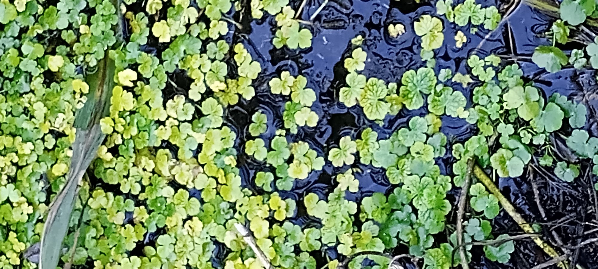 Foto Redondita de Agua