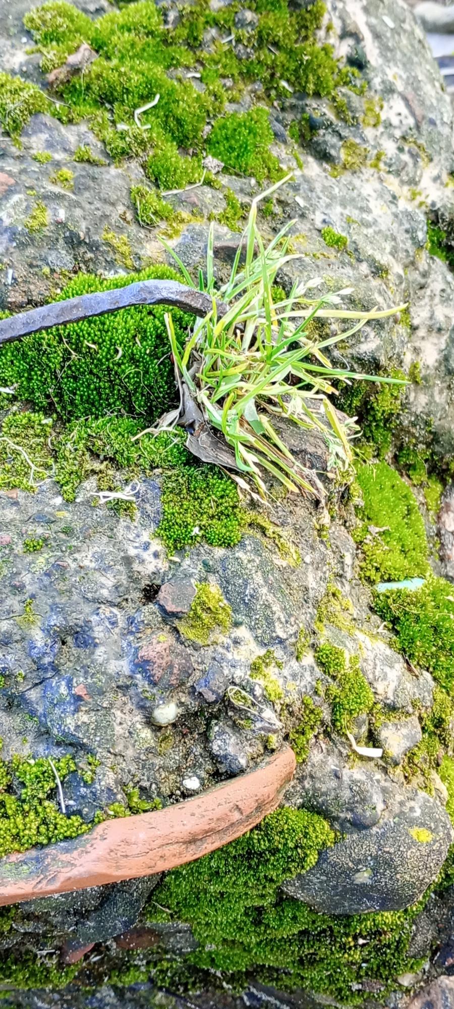 Foto Pastito De Invierno