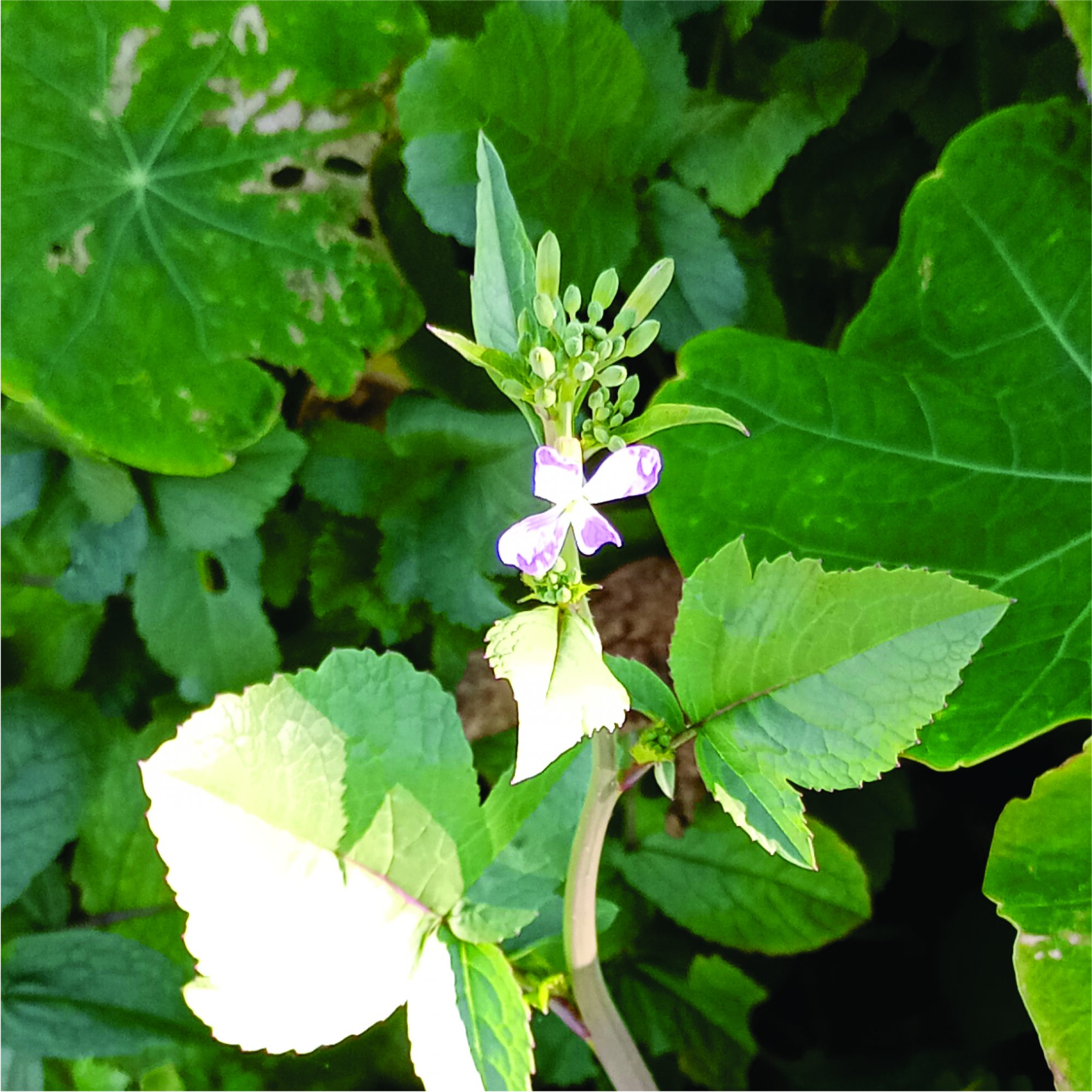 Photo Rábano Silvestre