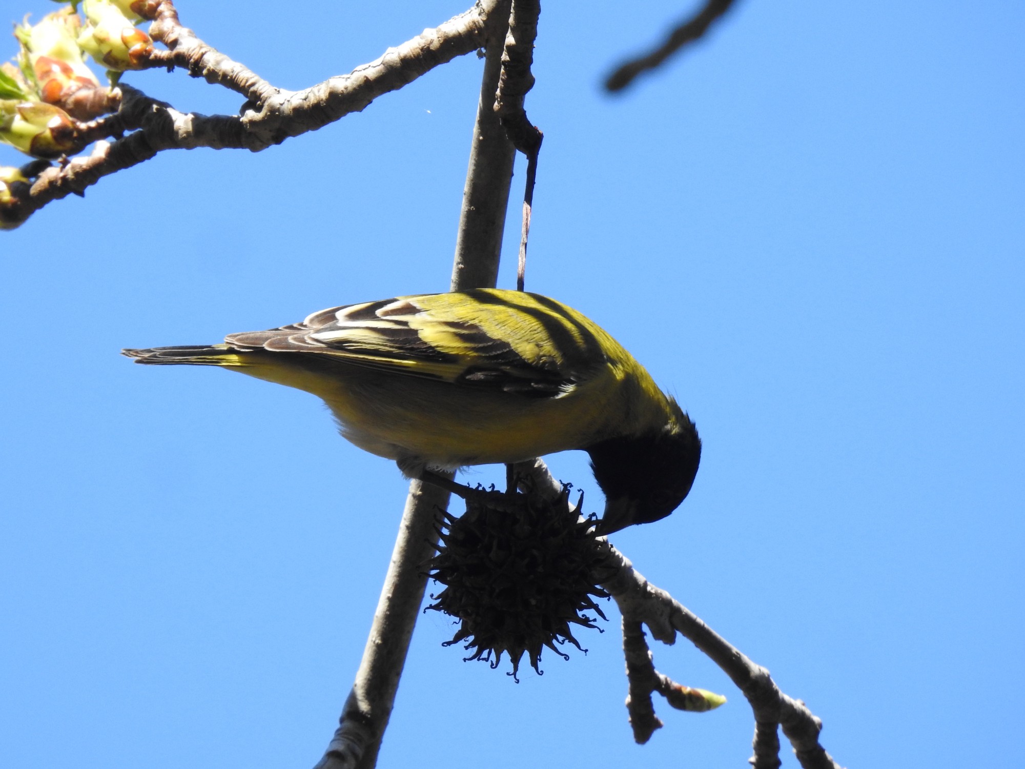 Foto Cabecitanegra Común