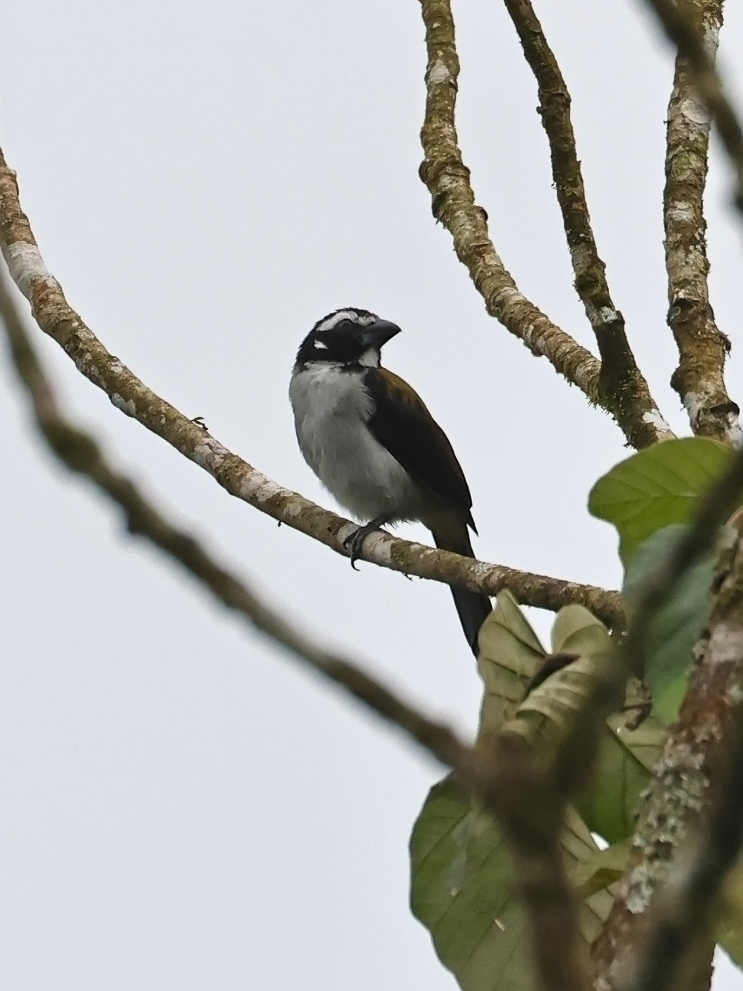 Foto Saltador Alinegro