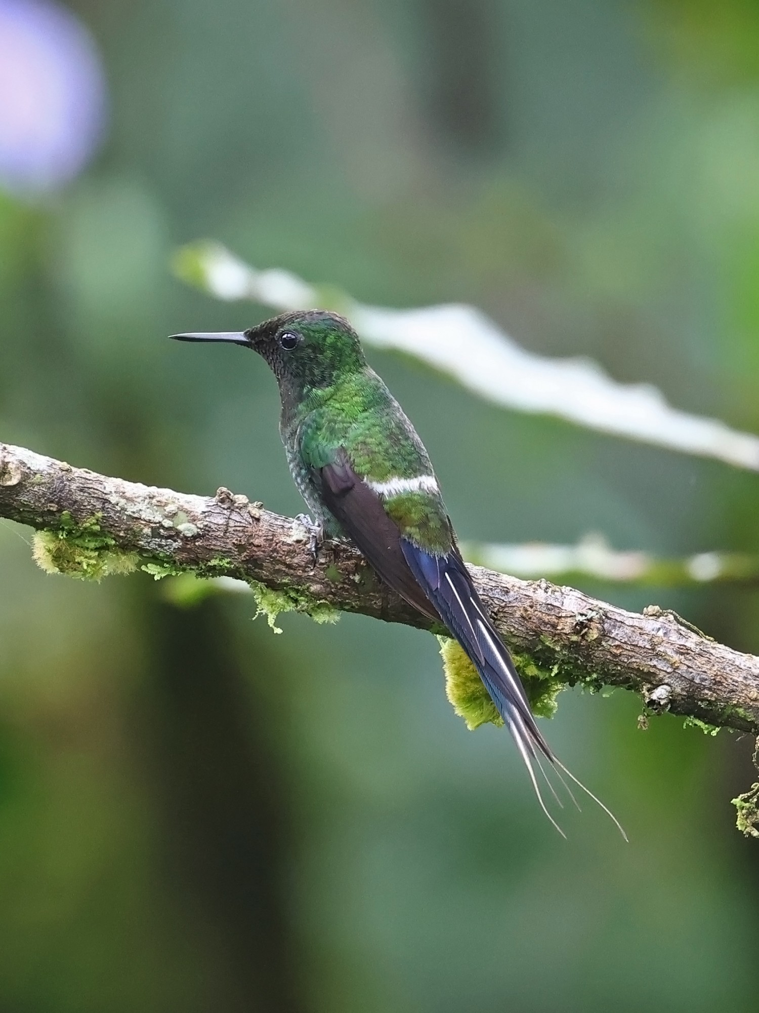 Foto Rabudito Verde