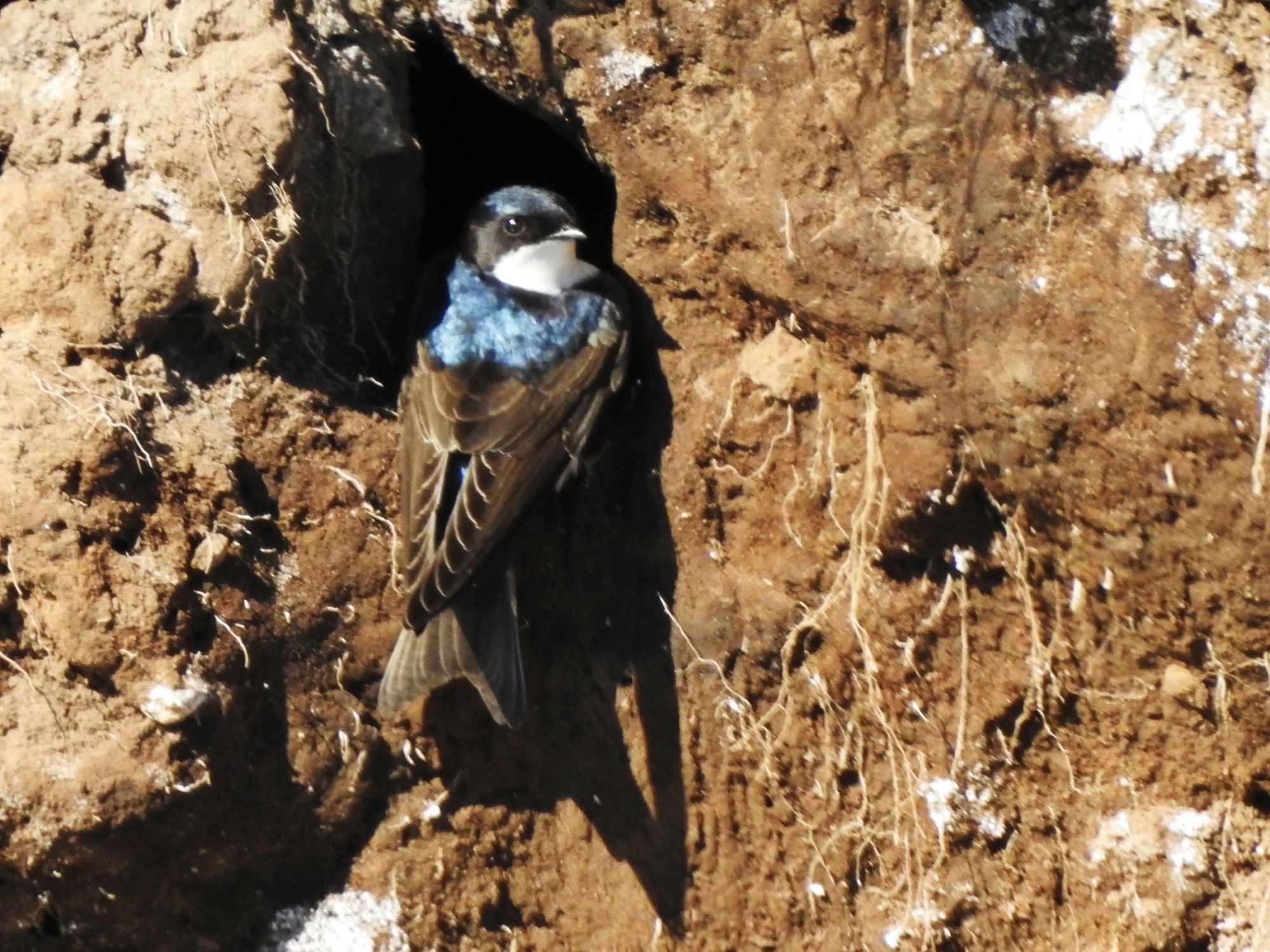 Photo Golondrina Barranquera