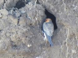 Photo Golondrina Cabeza Rojiza