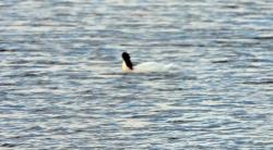 Foto Cisne Cuello Negro