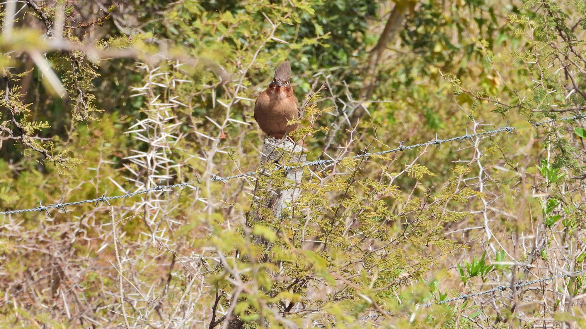 Photo Cacholote Castaño