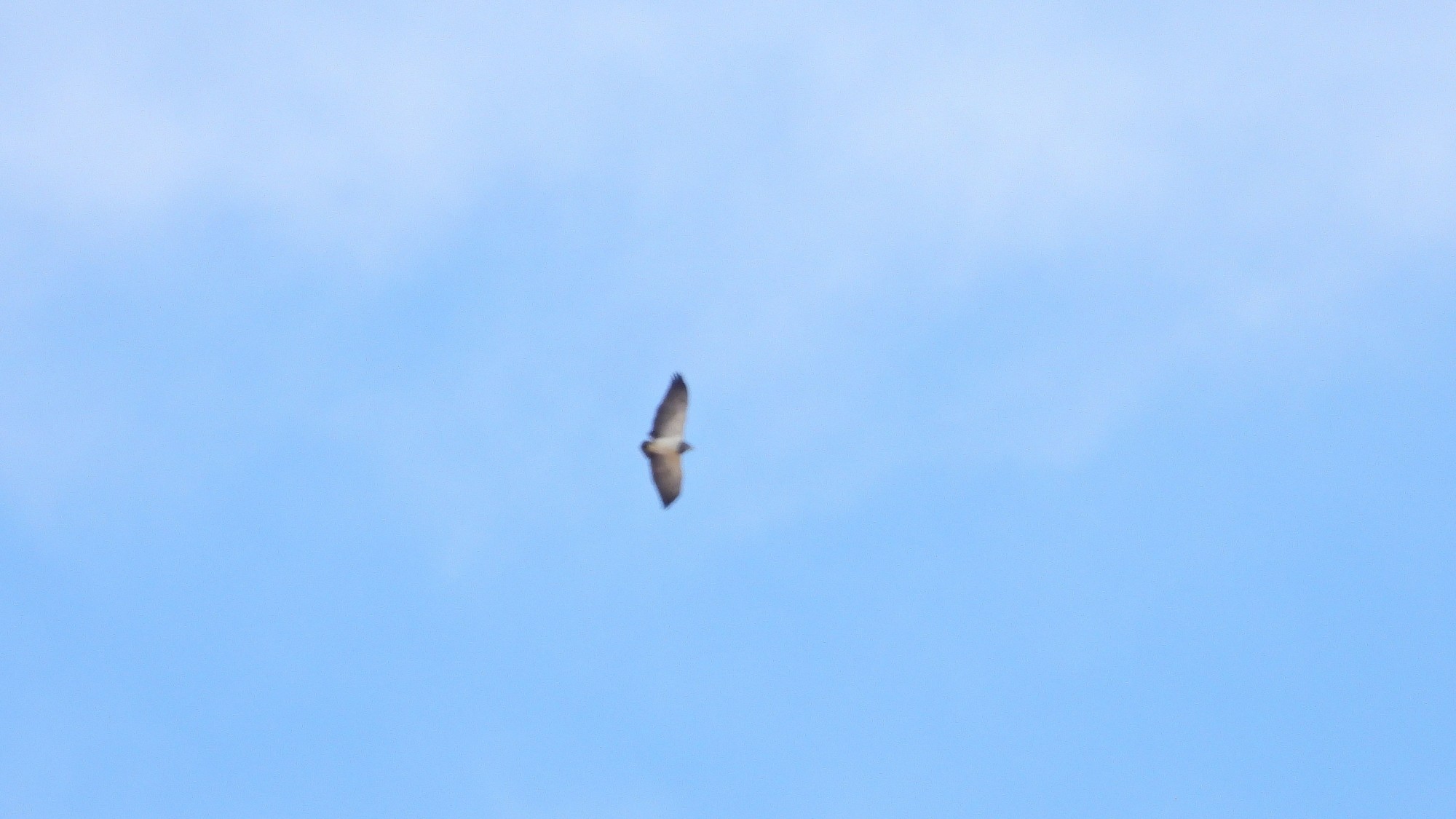 Photo Águila Mora