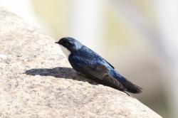 Foto Golondrina Barranquera