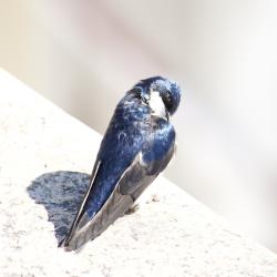 Foto Golondrina Barranquera
