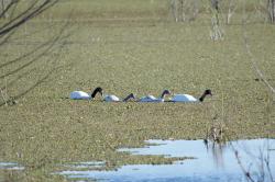 Foto Cisne Cuello Negro