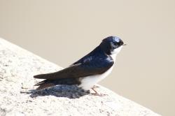 Foto Golondrina Barranquera