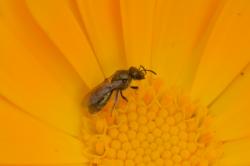 Foto Abeja del Sudor