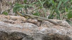 Foto Lagarto Trepador
