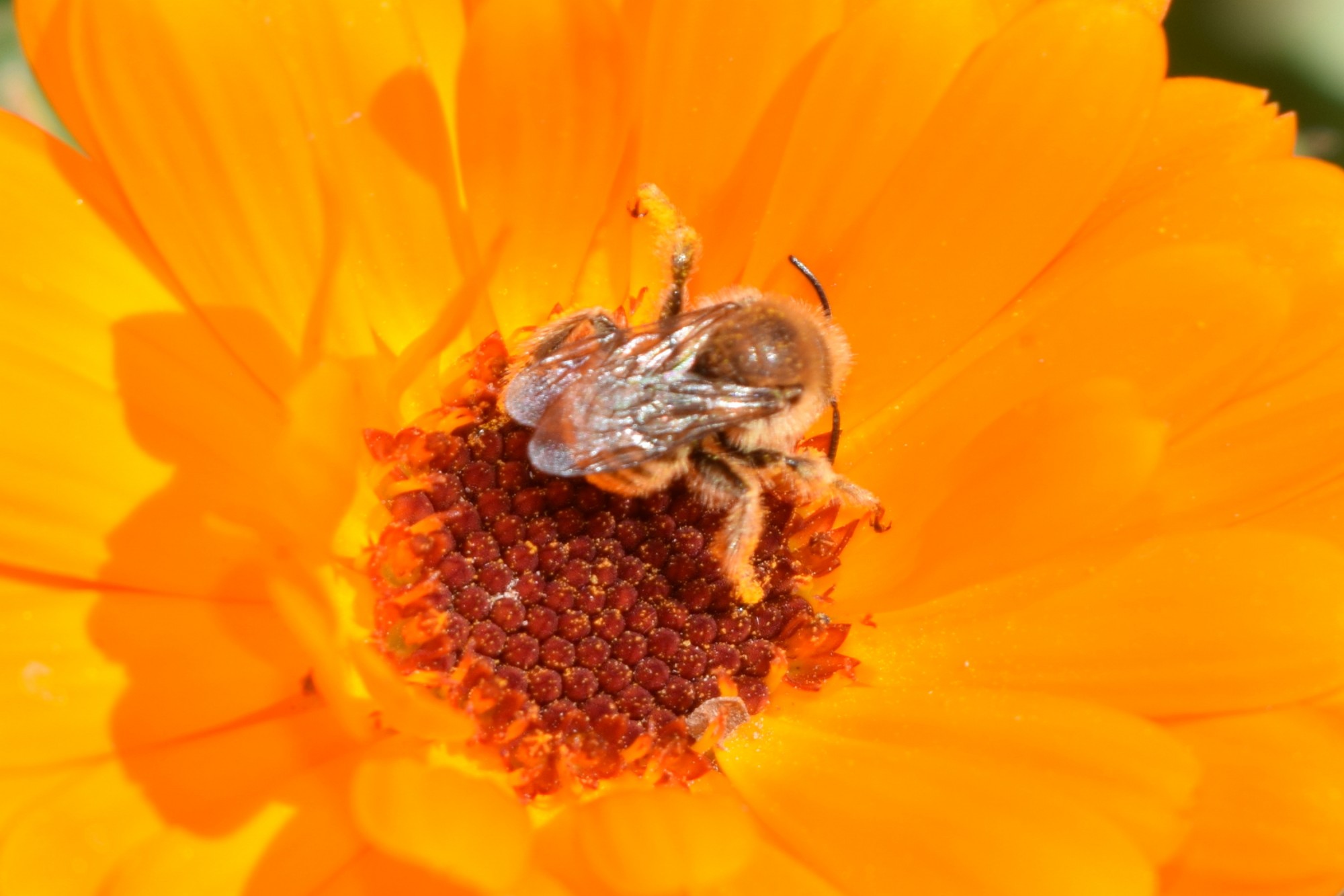 Diadasia&nbsp;sp.