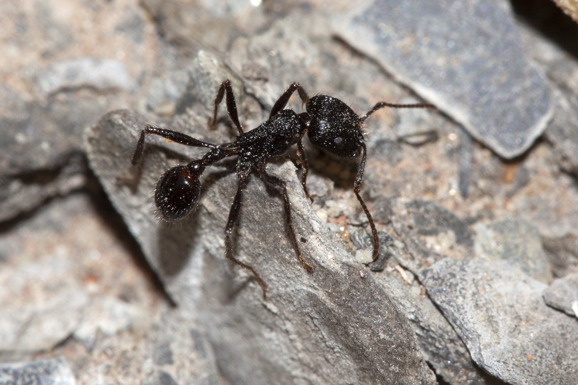 Pogonomyrmex&nbsp;brevibarbis
