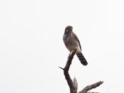 Foto Halconcito Gris