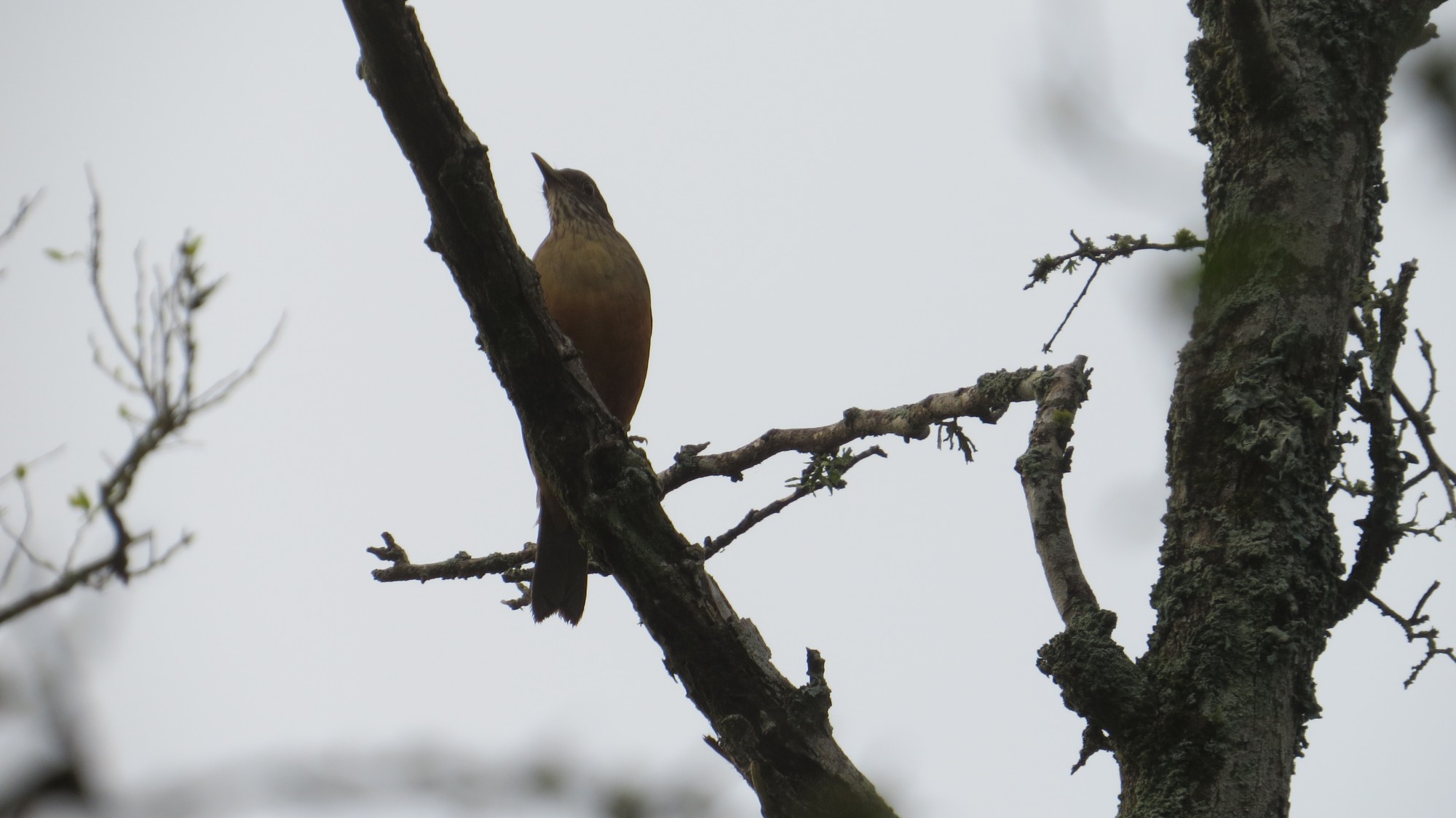 Zorzal Colorado (Turdus rufiventris)