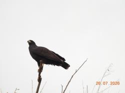 Photo Águila Negra