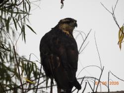 Photo Águila Negra