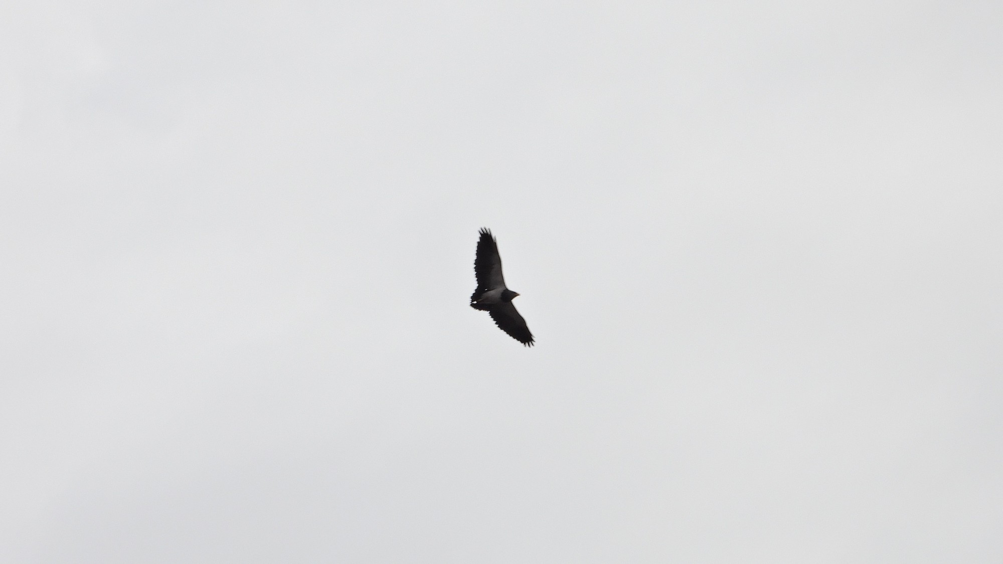 Foto Águila Mora