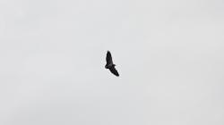 Photo Águila Mora