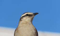 Foto Calandria Grande
