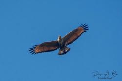 Foto Aguilucho Colorado