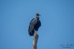 Foto Jote Cabeza Negra