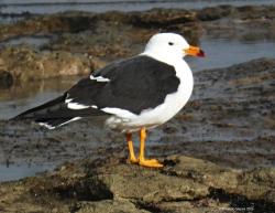 Foto Gaviota Cangrejera