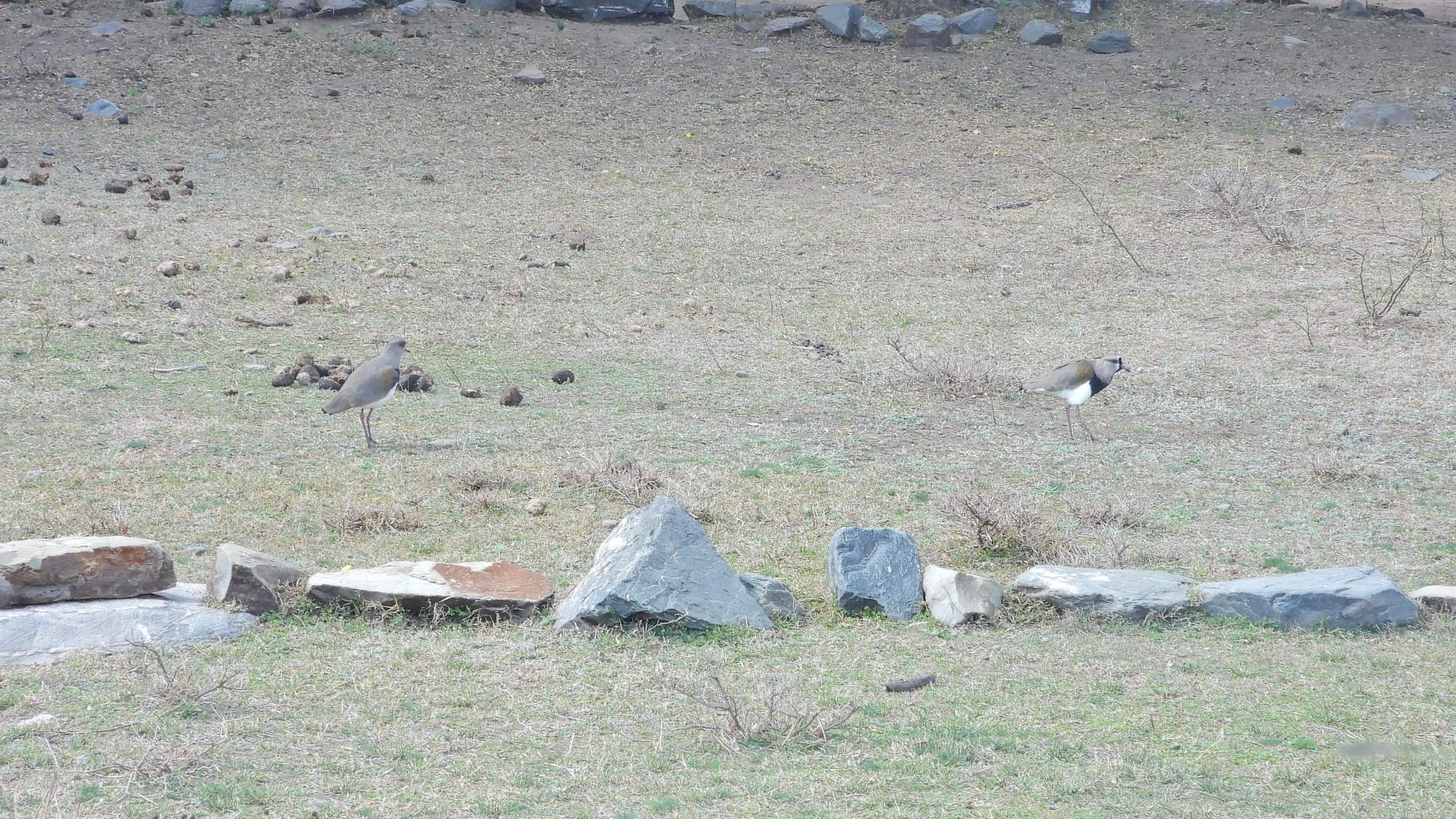Photo Tero Común