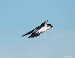Foto Golondrina Ceja Blanca