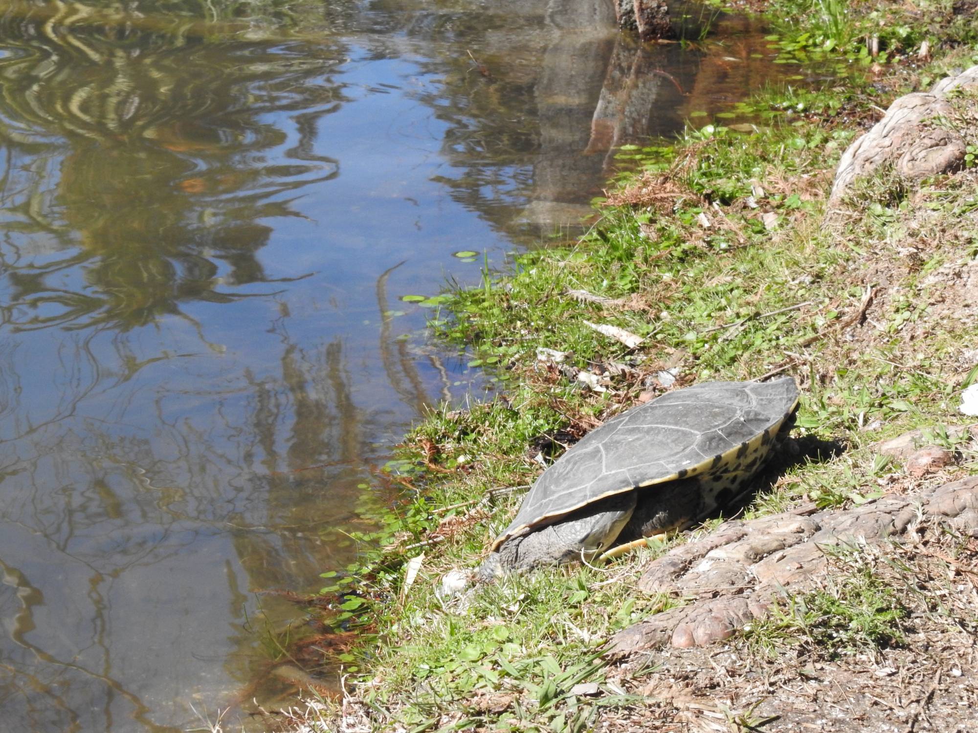 Foto Tortuga de Laguna