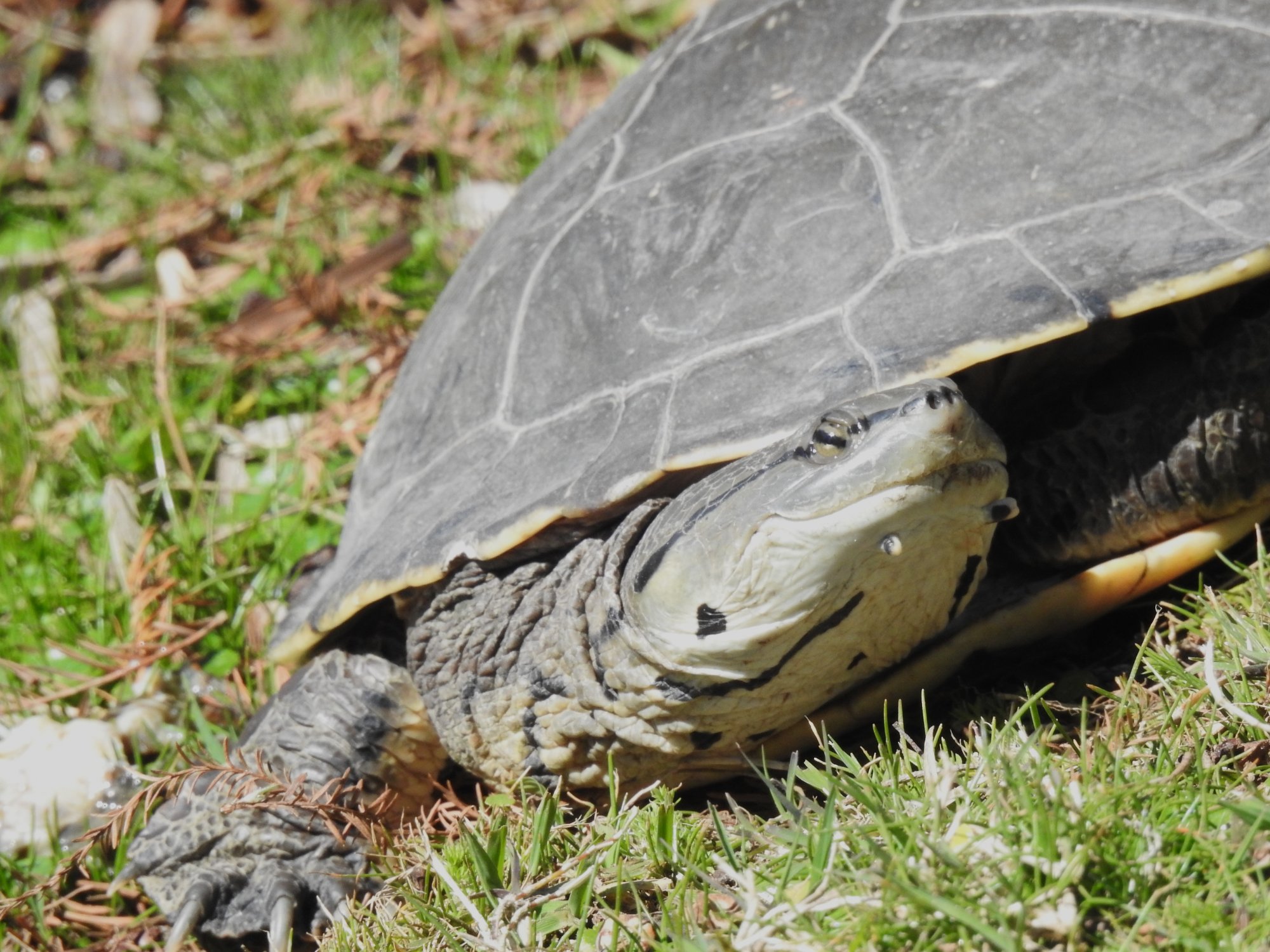Foto Tortuga de Laguna