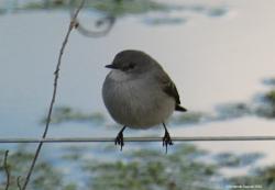 Foto Piojito Gris