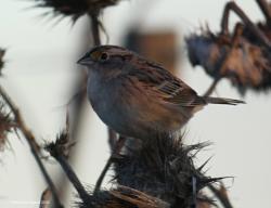 Foto Cachilo Ceja Amarilla
