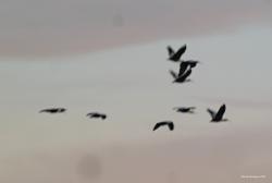 Foto Bandurria Austral