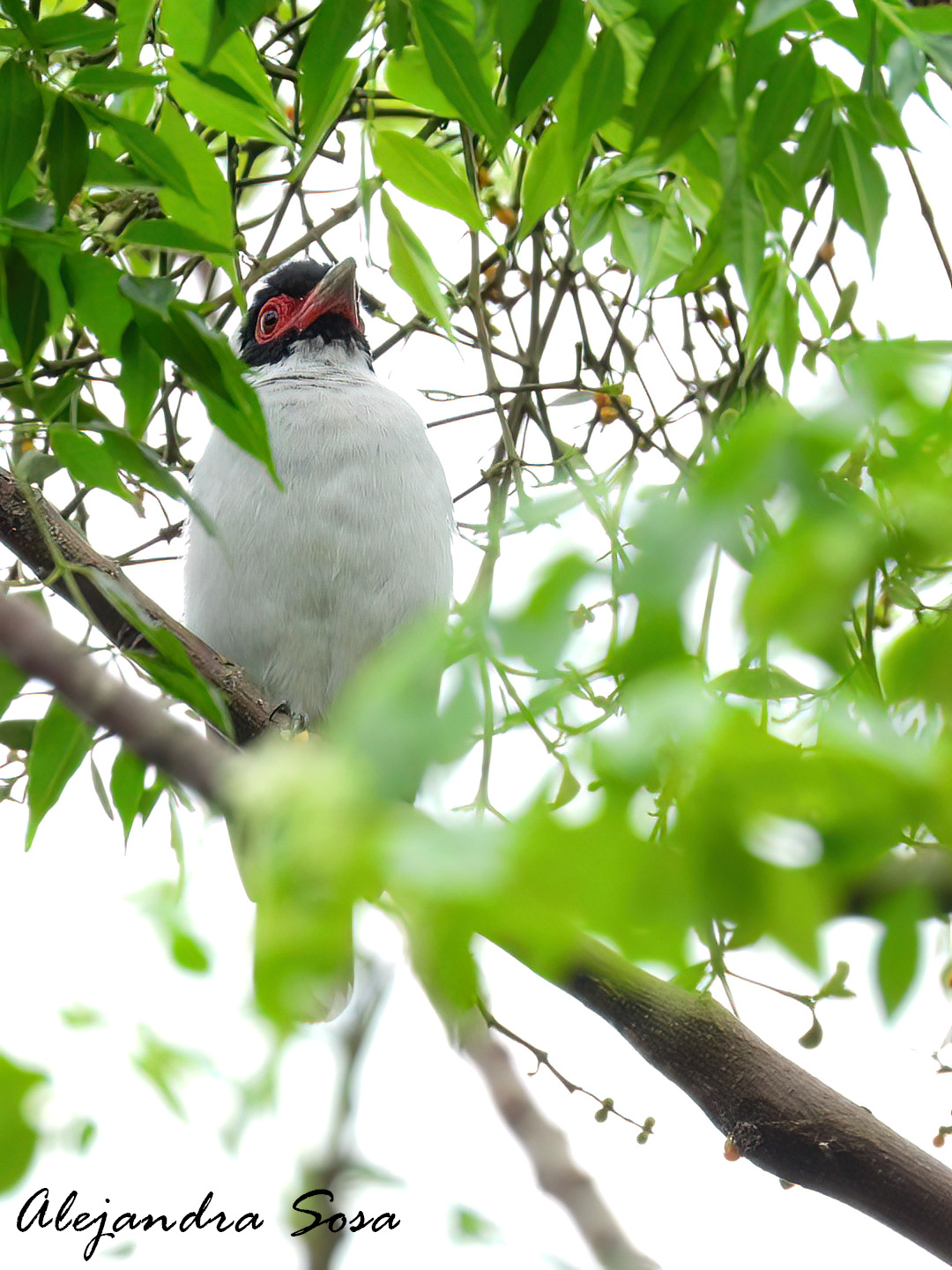 Tityra&nbsp;semifasciata
