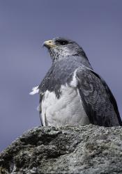 Photo Águila Mora